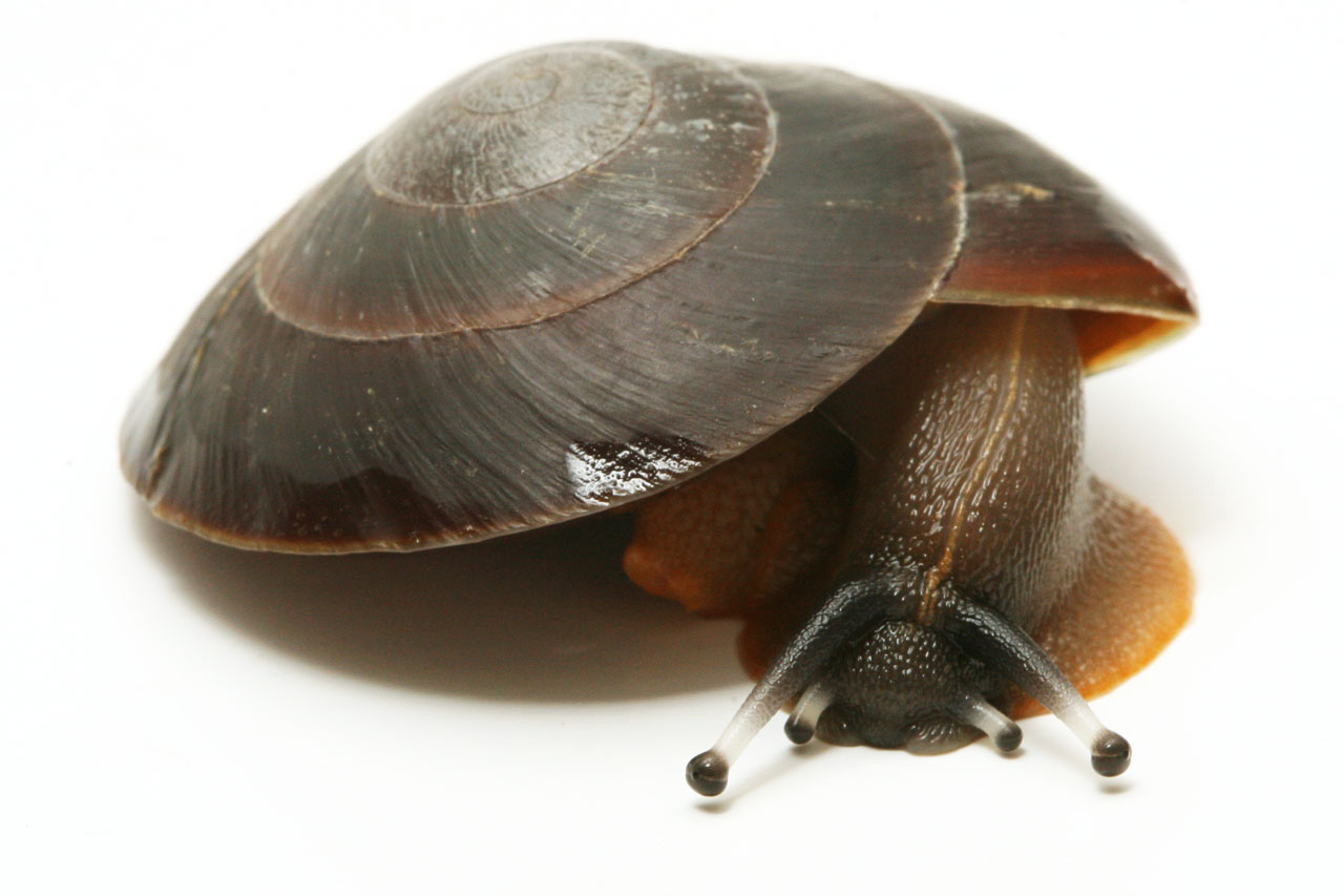 Pleurodonte excellens semiadult
